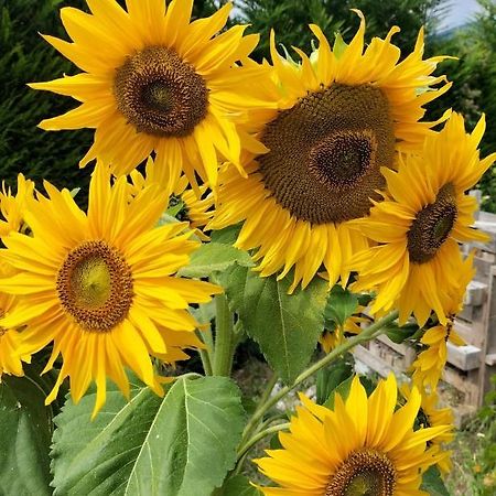 I Girasoli Sanzeno Zewnętrze zdjęcie