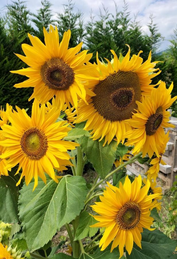 I Girasoli Sanzeno Zewnętrze zdjęcie