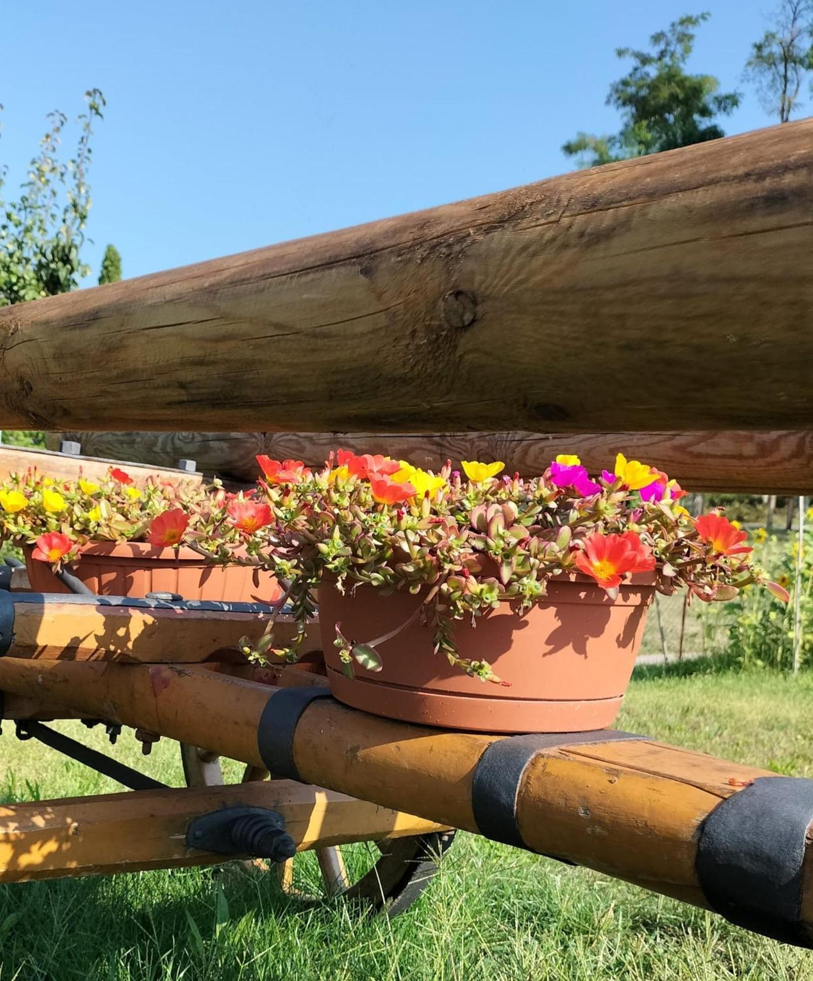 I Girasoli Sanzeno Zewnętrze zdjęcie