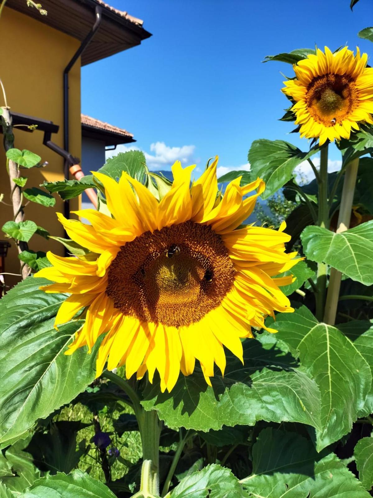 I Girasoli Sanzeno Zewnętrze zdjęcie
