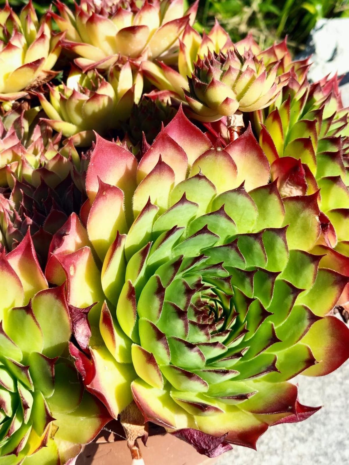 I Girasoli Sanzeno Zewnętrze zdjęcie
